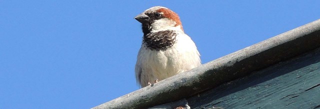 Huismus op het dak - CC Bayjedevries