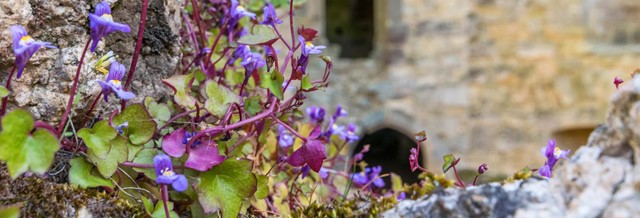 Beschermde plantensoort muurleeuwenbek op oude muu