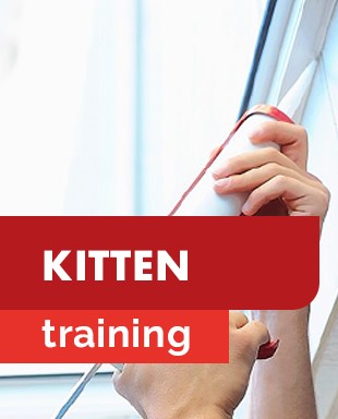 Trainingen - miniaturen - vaktechniek - kitten