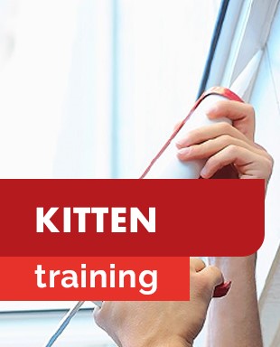 Trainingen - miniaturen - vaktechniek - kitten.jpg