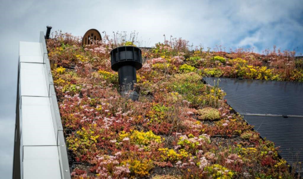 Groene daken-duurzaam onderhoud-Roef-Knaapen_1024x606.jpg